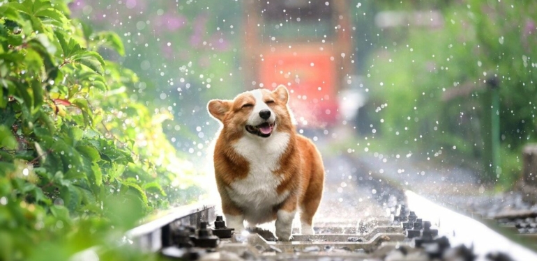 analist-dogecoin-in-siradaki-adimi-bu-seviyelere-olacak - Crypto Turkey Analist: Dogecoin’in Sıradaki Adımı Bu Seviyelere Olacak!