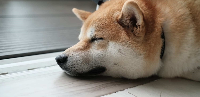 analist-dogecoin-konusunda-uyardi-bu-seviyeleri-bekleyin - Crypto Turkey Analist Dogecoin Konusunda Uyardı: Bu Seviyeleri Bekleyin!