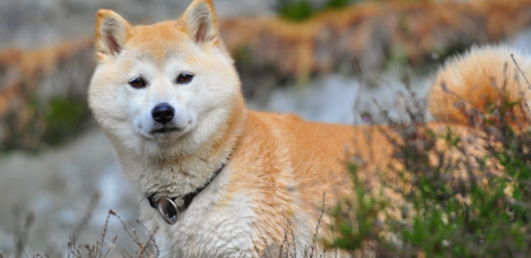 Analist İddialı: Bu Altcoin, SHIB’ten Daha İyisini Yapacak!