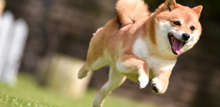 Analist SHIB Yatırımcılarını Uyardı: Felaket Bir Tahmin Yaptı!