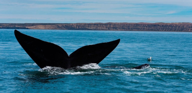 Balinaların Altcoin Sepeti Şaşırtıyor: Bu 6 Coin Var!