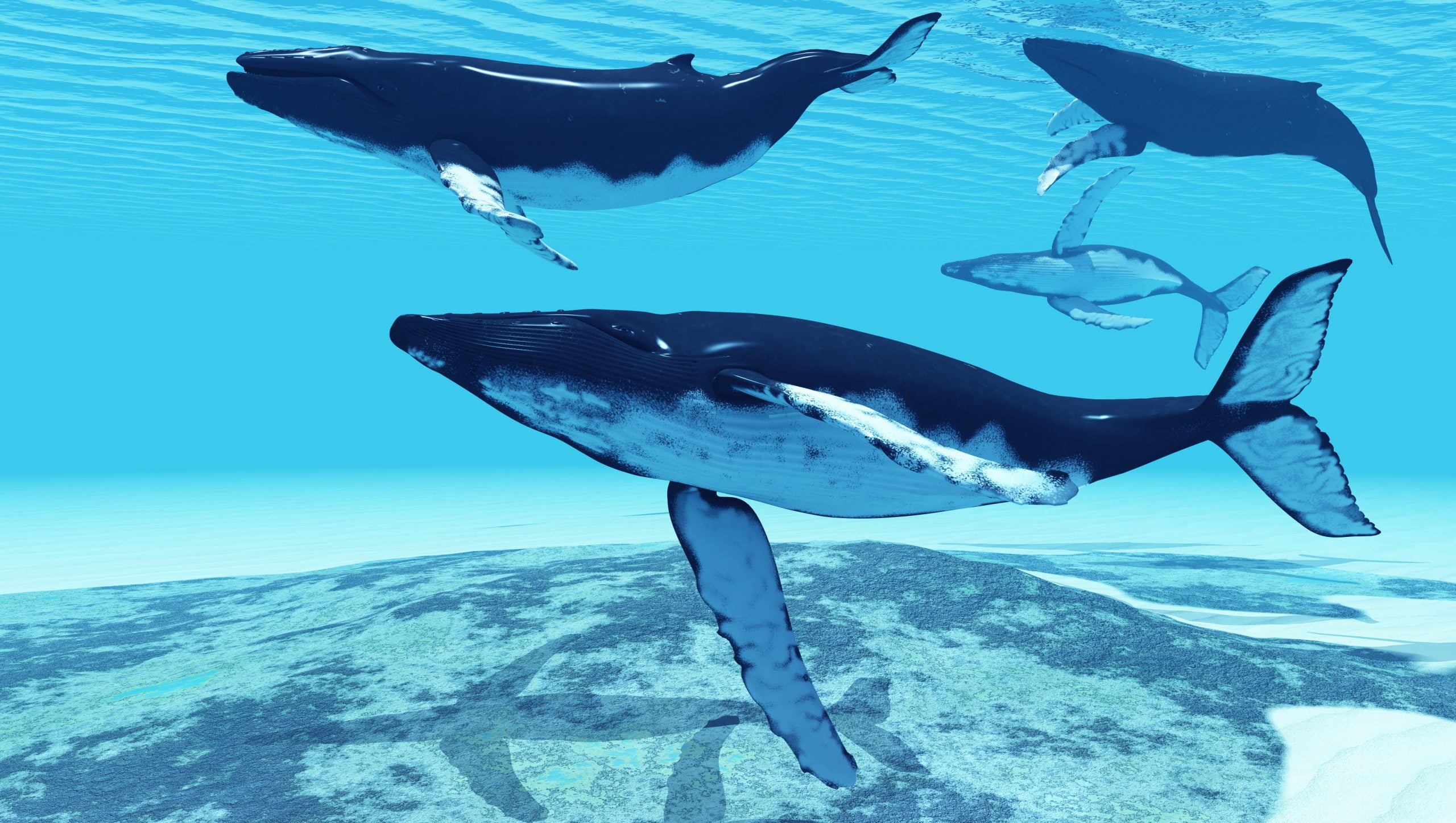 Balinaların Yeni Avı Belli Oldu: Bu Altcoin’e Hücum Ettiler!