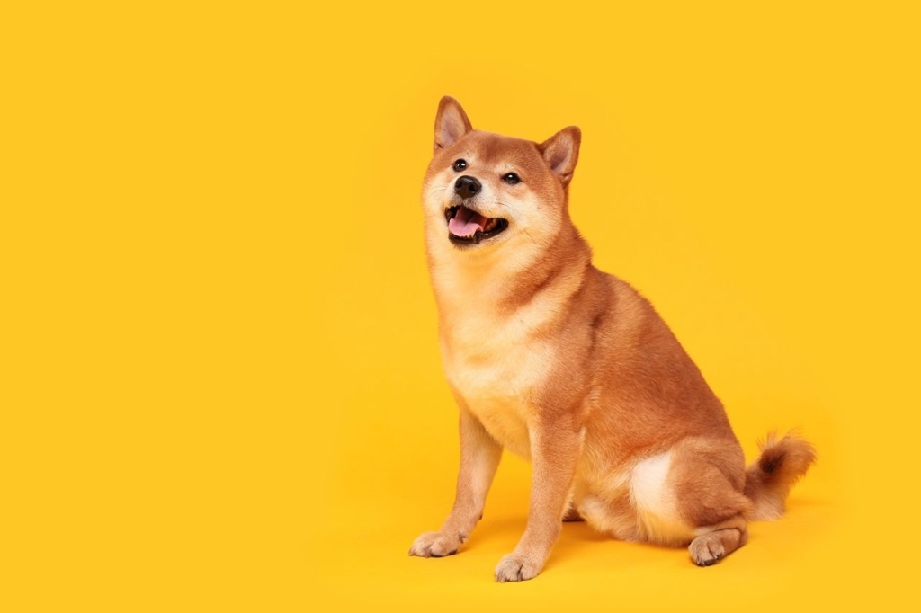 Bedrock Kurucusu Geoff Lewis, Shiba Inu (SHIB) Çılgınlığını Eleştirdi