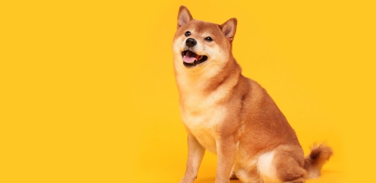 Bedrock Kurucusu Geoff Lewis, Shiba Inu (SHIB) Çılgınlığını Eleştirdi