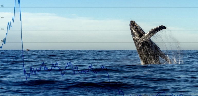 birkac-cokusu-bilen-bitcoin-balinasi-bakin-simdi-ne-yapiyor - Crypto Turkey Birkaç Çöküşü Bilen Bitcoin Balinası, Bakın Şimdi Ne Yapıyor?