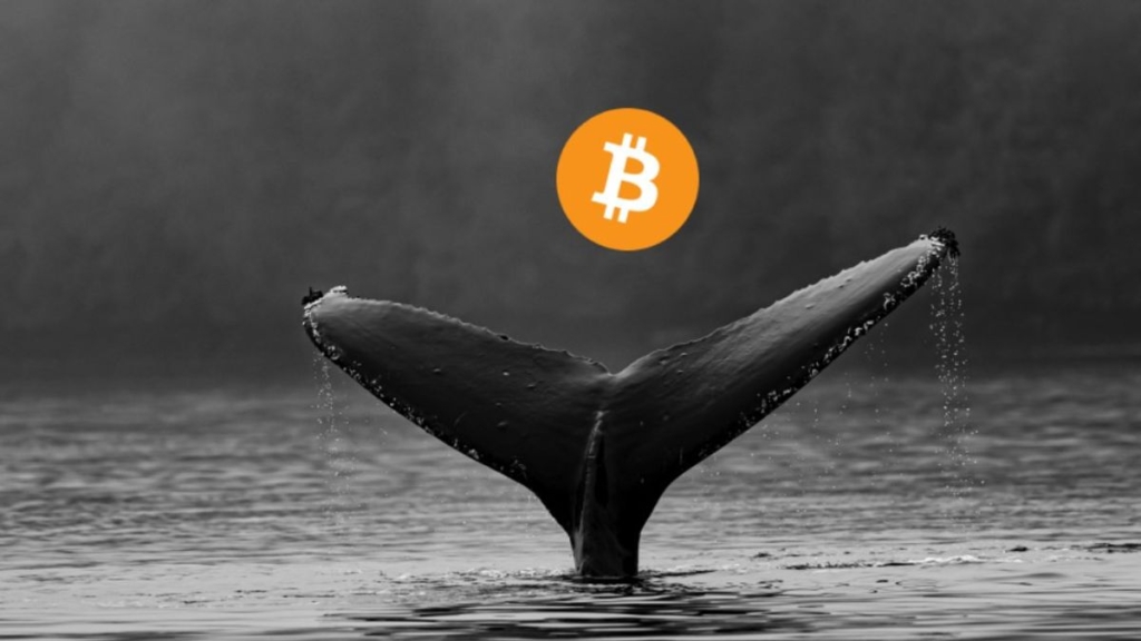 Bitcoin Balinaları, En Son Düzeltme Sırasında 2.260.000.000 Dolardan Fazla BTC Satın Aldı
