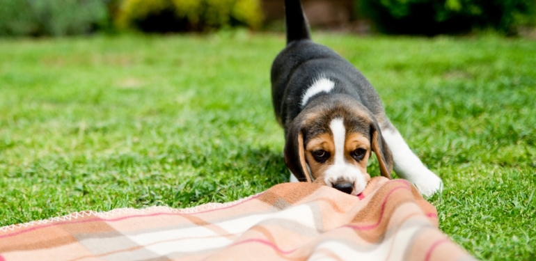 bu-meme-coin-de-rug-pull-olayi-fiyat-coktu - Crypto Turkey Bu Meme Coin’de Rug Pull Olayı: Fiyat Çöktü!