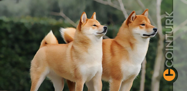 dogecoin-ve-shiba-inu-karsilastirmasi-doge-veya-shib-sizi-zengin-edebilir-mi - Crypto Turkey Dogecoin ve Shiba Inu Karşılaştırması: DOGE veya SHIB Sizi Zengin Edebilir Mi?