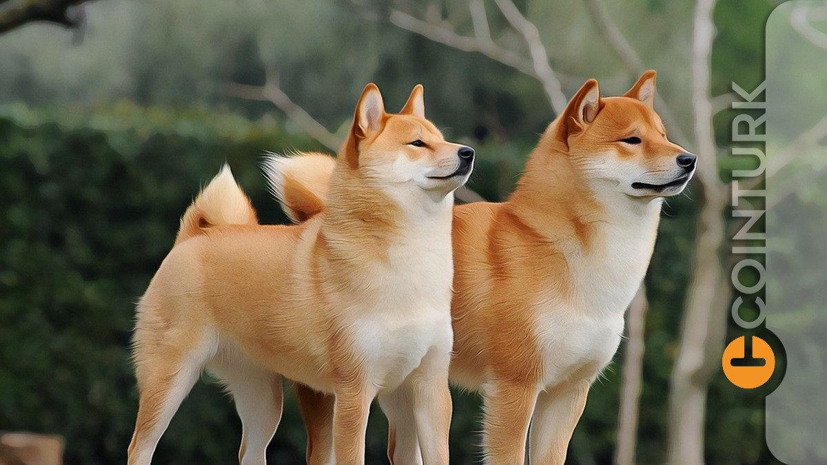 Dogecoin ve Shiba Inu Karşılaştırması: DOGE veya SHIB Sizi Zengin Edebilir Mi?