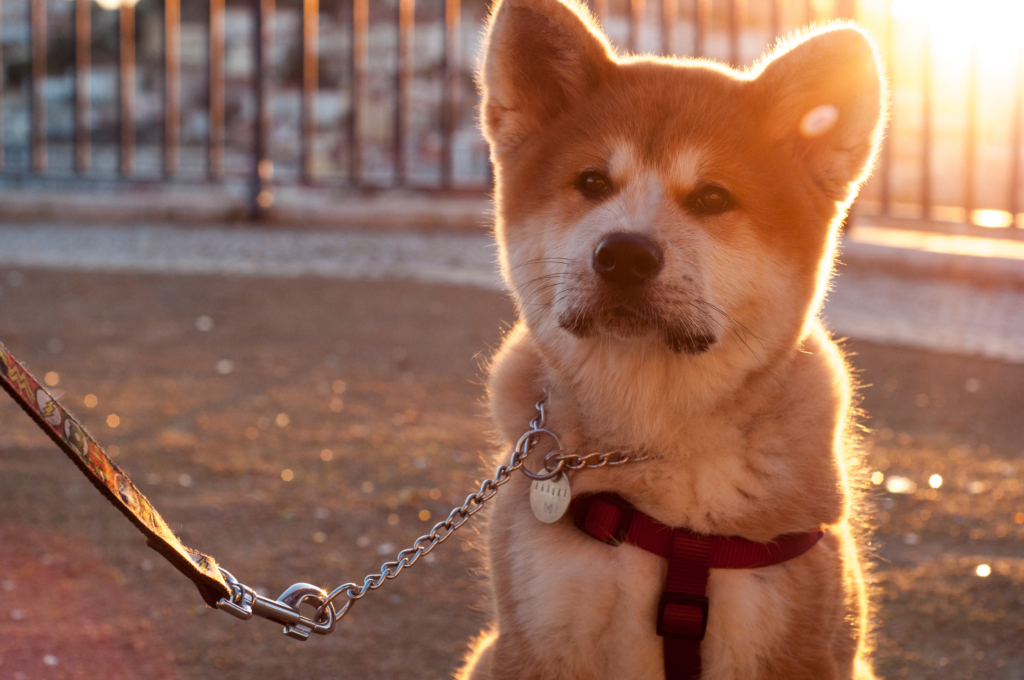 Dogecoin Yatırımcılarına Binance Şoku: İşlemler Dondu!