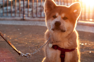 Dogecoin Yatırımcılarına Binance Şoku: İşlemler Dondu!