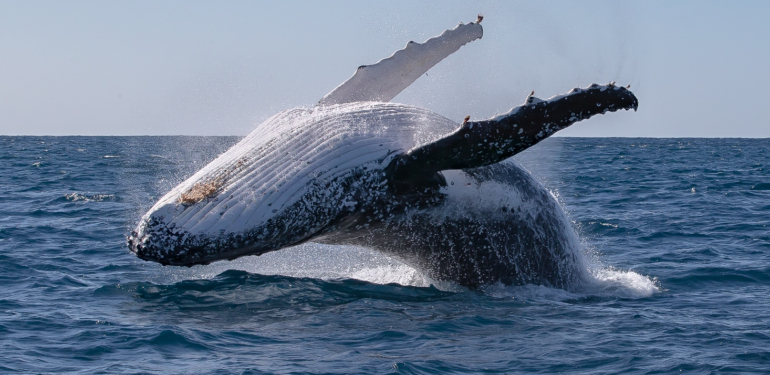 Ethereum Balinaları SHIB Değil, Bu Altcoin’den Hızla Biriktiriyor!