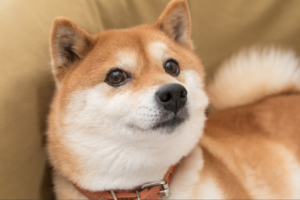 Güney Kore Merkezli Borsa, Shiba Inu’yu (SHIB) Listeliyor