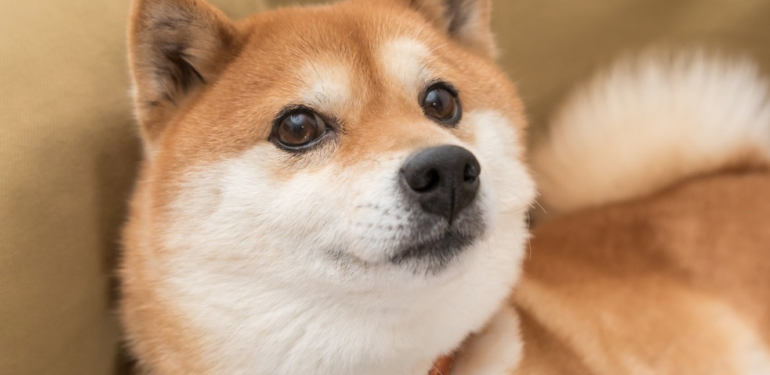 Güney Kore Merkezli Borsa, Shiba Inu’yu (SHIB) Listeliyor