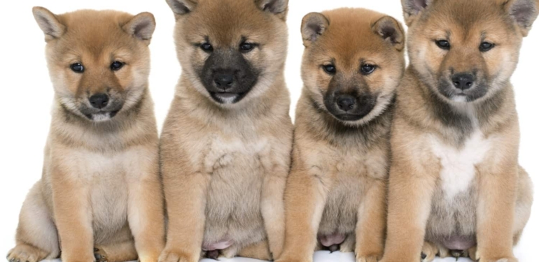 iste-en-yuksek-dolasima-sahip-10-meme-coin-in-listesi - Crypto Turkey İşte En Yüksek Dolaşıma Sahip 10 Meme Coin’in Listesi!