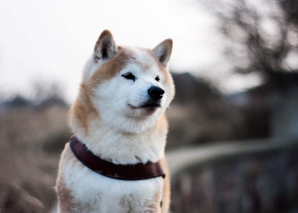 Milyarderlerden Shiba Inu Müjdesi: SHIB 3 Borsada Listeleniyor!