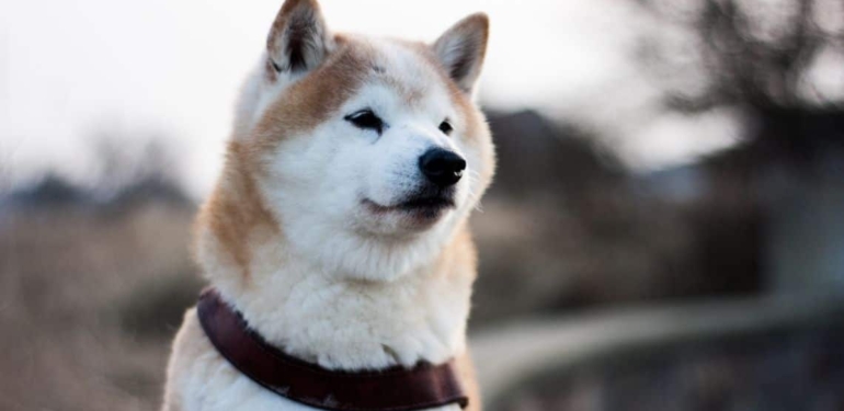 milyarderlerden-shiba-inu-mujdesi-shib-3-borsada-listeleniyor - Crypto Turkey Milyarderlerden Shiba Inu Müjdesi: SHIB 3 Borsada Listeleniyor!