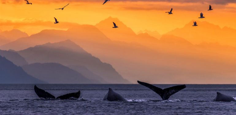 Popüler Analist: Bu Altcoin’in Tahtasında Balinalar Geziniyor!