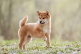 Popüler Meme Token Shiba Inu (SHIB) Şükran Günü’nde Yükselişe Geçti