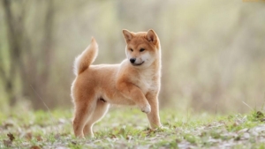 Popüler Meme Token Shiba Inu (SHIB) Şükran Günü’nde Yükselişe Geçti