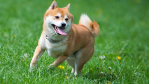 SHIB, DOGE Değil: Bu Meme Coin Büyük Ortaklığı Duyurdu!