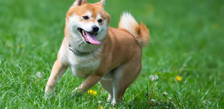 SHIB, DOGE Değil: Bu Meme Coin Büyük Ortaklığı Duyurdu!