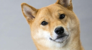 SHIB, DOGE Değil: Bu Meme Coin, Ünlü Şirketle Ortak Oldu!