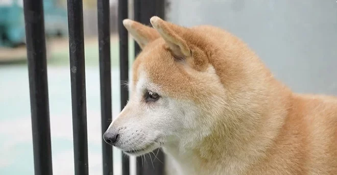 Shiba Inu 25.000$’a Satıldı!