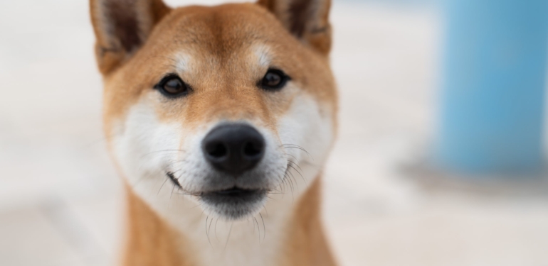 Shiba Inu, Bir Borsa Tarafından Daha Listelendi