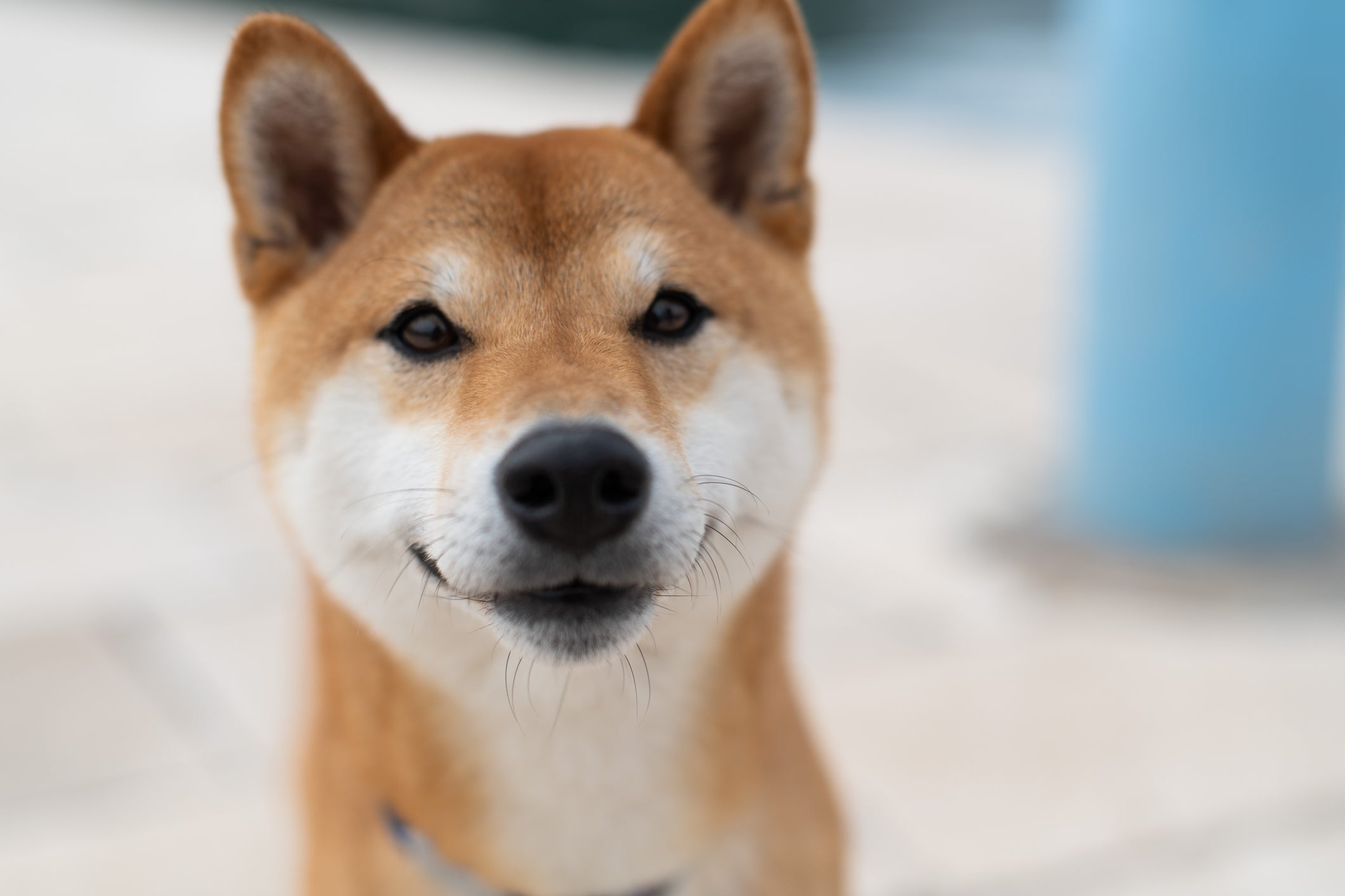 Shiba Inu, Bir Borsa Tarafından Daha Listelendi