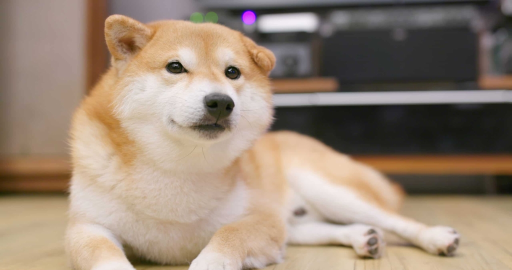 Shiba Inu Çöktü! İşte SHIB Dump’ının Nedeni