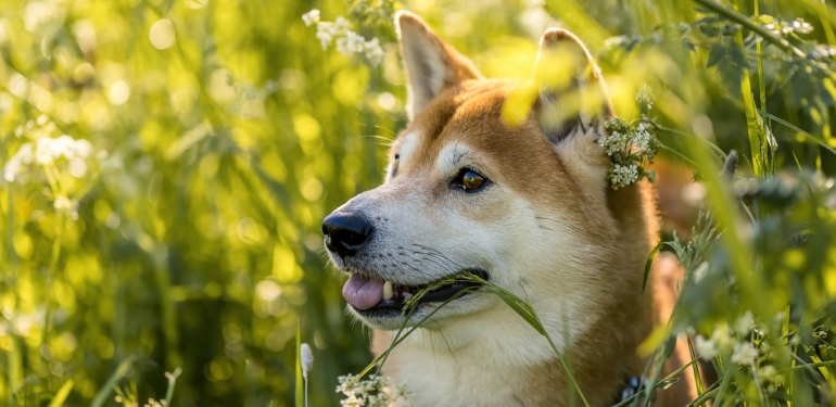 shiba-inu-dan-bir-gizemli-paylasim-daha-neler-bekleniyor - Crypto Turkey Shiba Inu’dan Bir Gizemli Paylaşım Daha! Neler Bekleniyor?