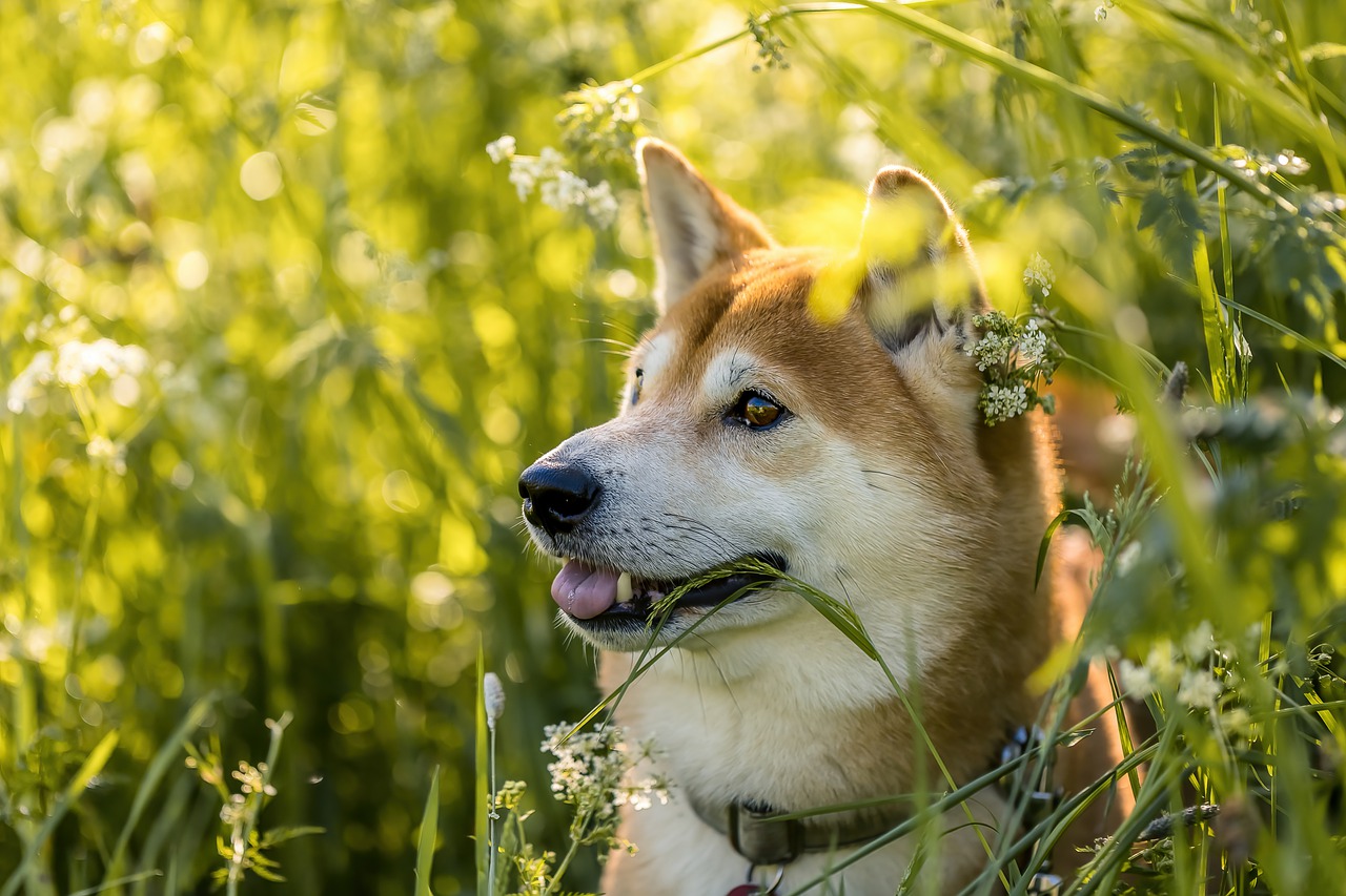 Shiba Inu’dan Bir Gizemli Paylaşım Daha! Neler Bekleniyor?