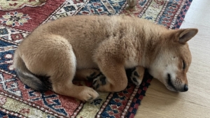 Shiba Inu’nun (SHIB) Rakibi Floki Inu (FLOKI), Altcoin’ler Sürekli Düşerken %42 Arttı