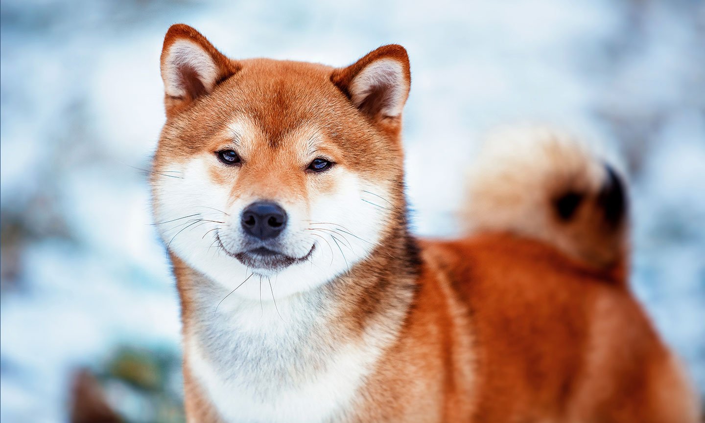 Shiba Inu (SHIB), Balina Adreslerinde Tutulan 2,3 Milyar Dolarla Yeni Bir Rekor Kırdı