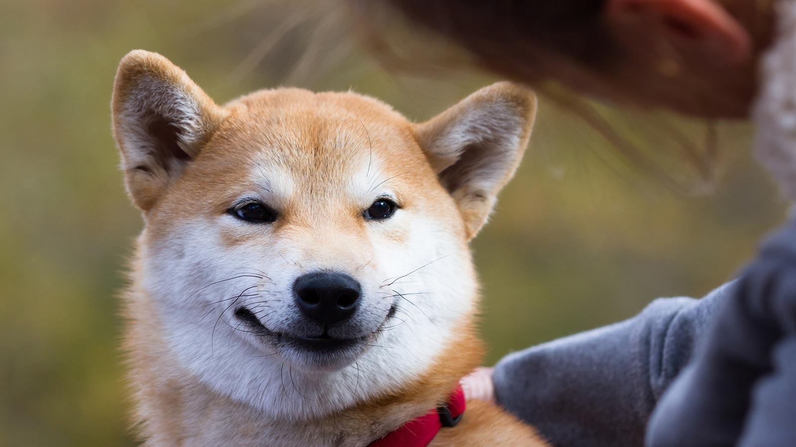 Shiba Inu (SHIB)’dan Büyük Rekor: 970.000 Geçildi!