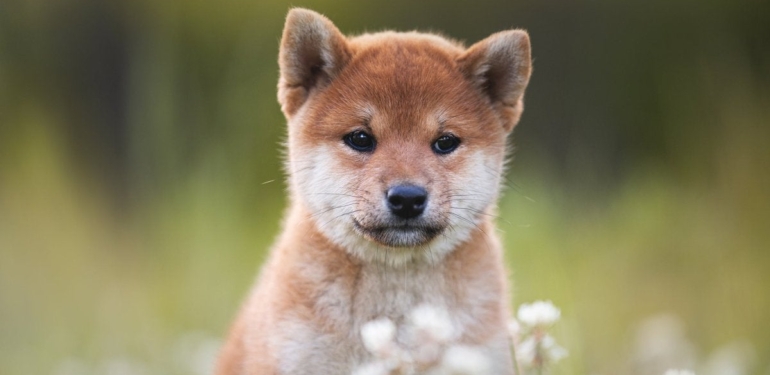 shiba-inu-shib-fiyati-son-24-saatte-yukselise-gecti - Crypto Turkey Shiba Inu (SHIB) Fiyatı, Son 24 Saatte Yükselişe Geçti!