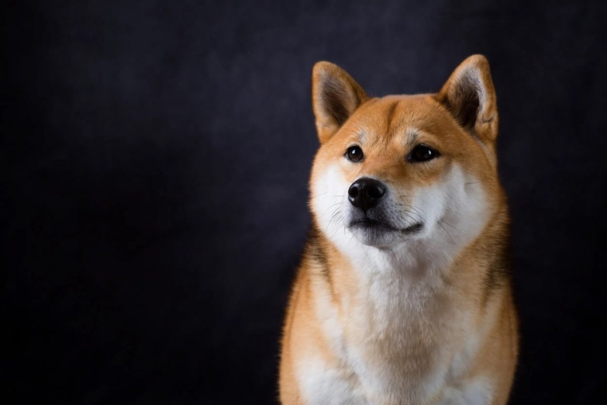 Shiba Inu (SHIB) Hodlers Sayısı, Rekor Seviyeye Ulaştı