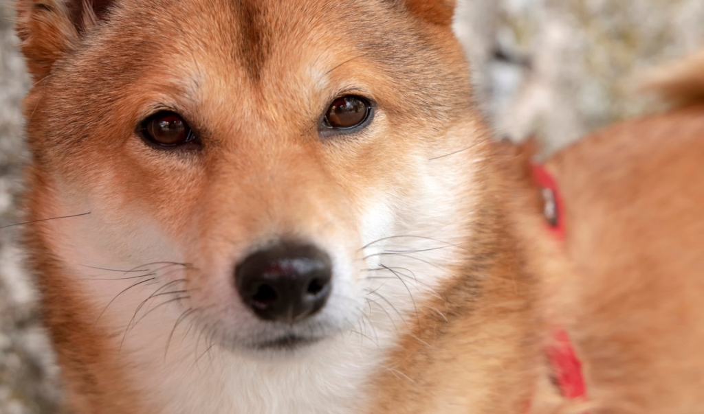 Shiba Inu (SHIB) Tahmini: Sıradaki Hedef Şaşırtıyor!