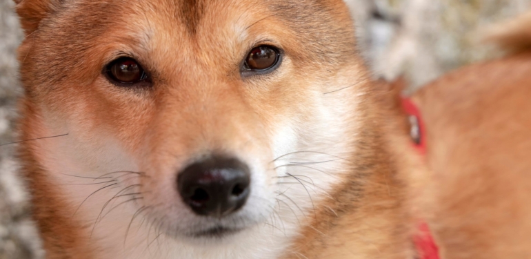 Shiba Inu (SHIB) Tahmini: Sıradaki Hedef Şaşırtıyor!