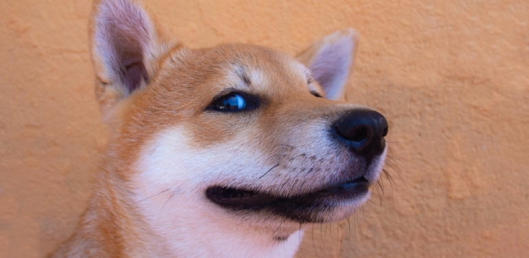 shiba-inu-shib-twitter-hesabindan-merak-uyandiran-paylasim - Crypto Turkey Shiba Inu (SHIB) Twitter Hesabından Merak Uyandıran Paylaşım