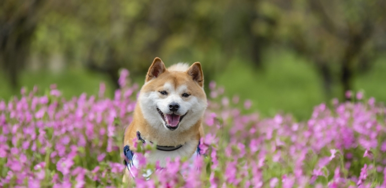 Shiba Inu (SHIB) Yeni Bir Ralliye mi Hazırlanıyor?