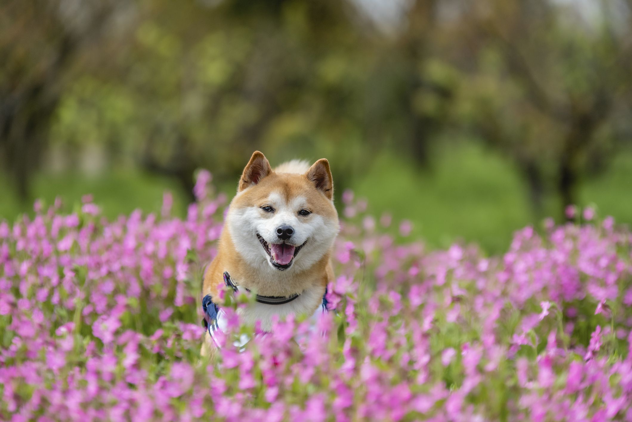 Shiba Inu (SHIB) Yeni Bir Ralliye mi Hazırlanıyor?