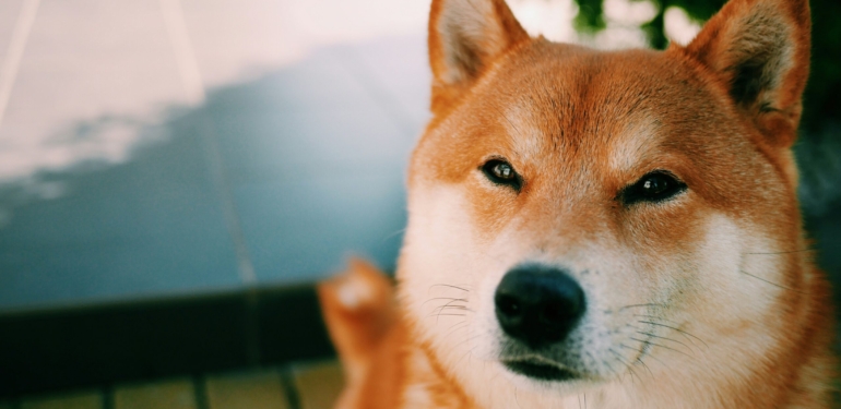 shiba-inu-ve-doge-eriyorken-bu-4-meme-coin-ucuyor - Crypto Turkey Shiba Inu ve DOGE Eriyorken Bu 4 Meme Coin Uçuyor!
