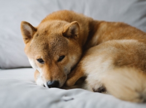 Shiba Inu Yatırımcılarına Müjde: SHIB Popüler Platforma Girdi!