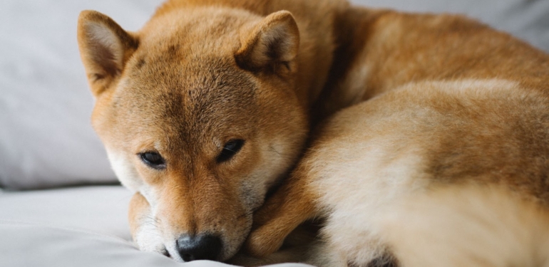 shiba-inu-yatirimcilarina-mujde-shib-populer-platforma-girdi - Crypto Turkey Shiba Inu Yatırımcılarına Müjde: SHIB Popüler Platforma Girdi!