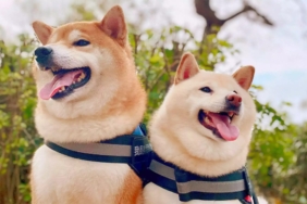 Spot Işıkları DOGE Değil, Bu 4 Meme Coin’de: Fiyatlar Uçuyor!