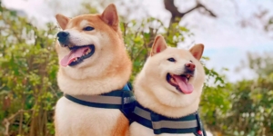 Spot Işıkları DOGE Değil, Bu 4 Meme Coin’de: Fiyatlar Uçuyor!