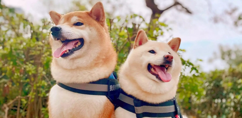 Spot Işıkları DOGE Değil, Bu 4 Meme Coin’de: Fiyatlar Uçuyor!