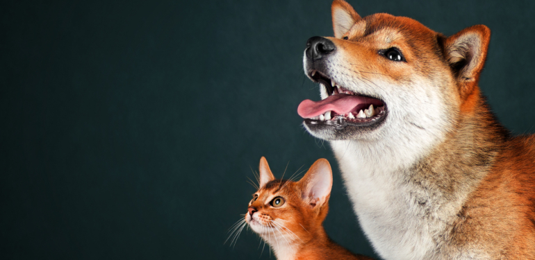 twitter-in-spot-isigi-bu-meme-coin-e-kaydi-yuzde-8-000-yapti - Crypto Turkey Twitter’ın Spot Işığı Bu Meme Coin’e Kaydı: Yüzde 8.000 Yaptı!